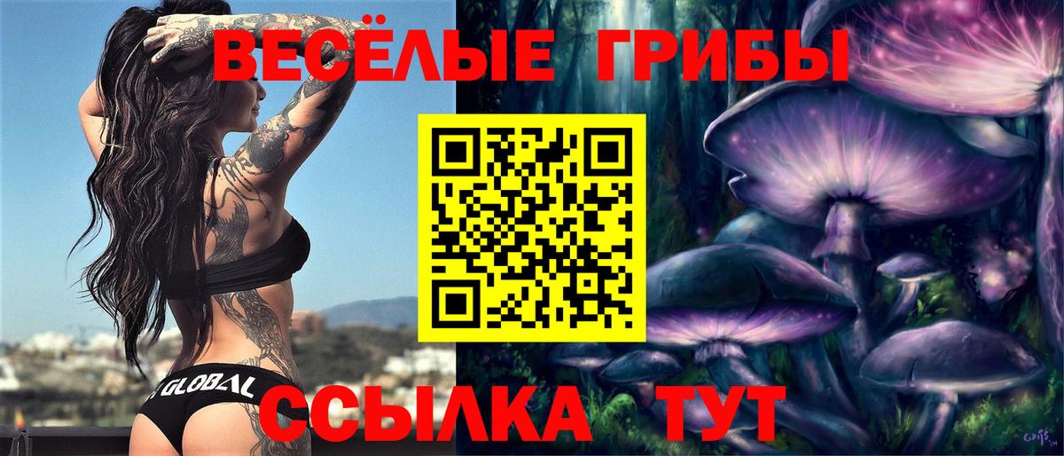 Галлюциногенные грибы Psilocybe Майкоп